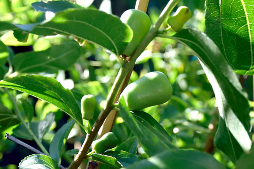 Zizifa, exotic fruits from Pentalofos