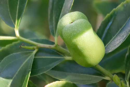 Φυτά Τζιτζιφος τον Πάικο στον Πεντάλοφο
