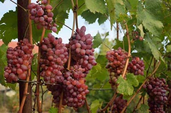 Geschützter Weinbau